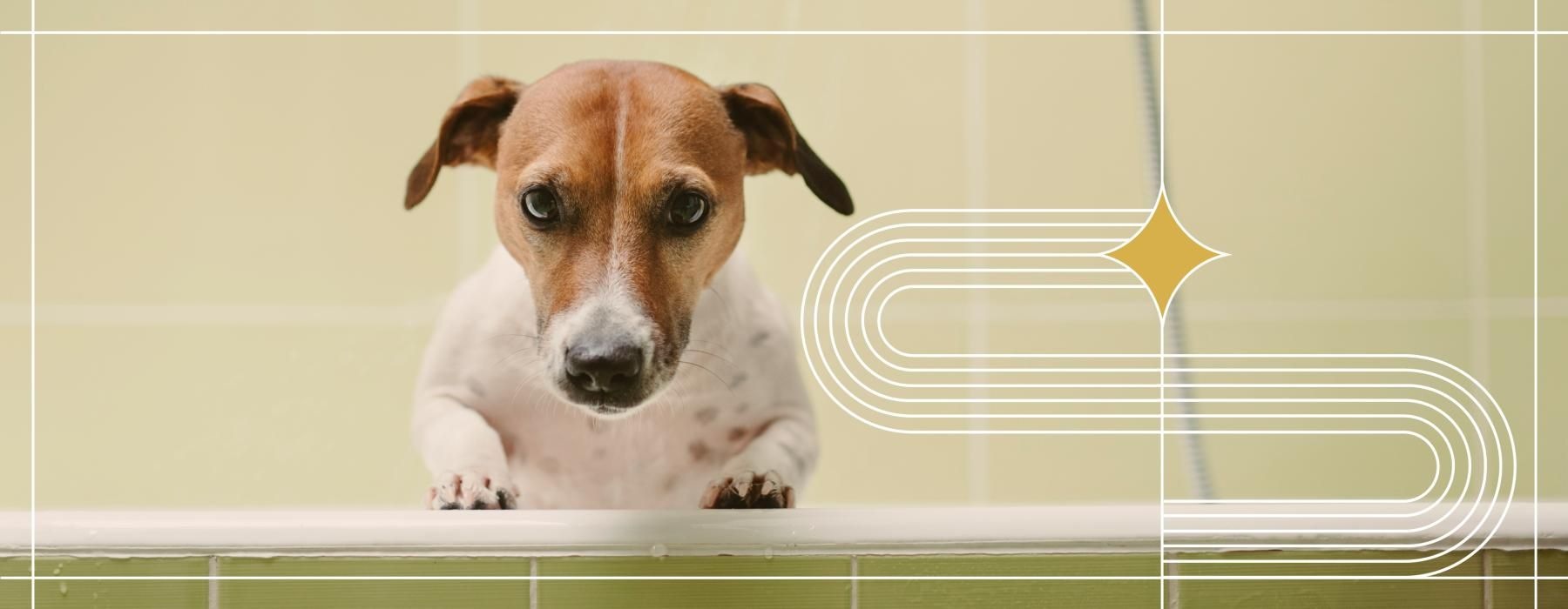 a dog looking over a glass wall